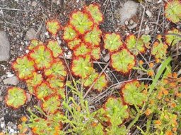 Drosera